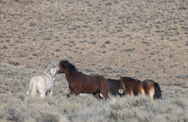 Obraz premium Wild Horses in Springtime in the Challis HMA Idaho