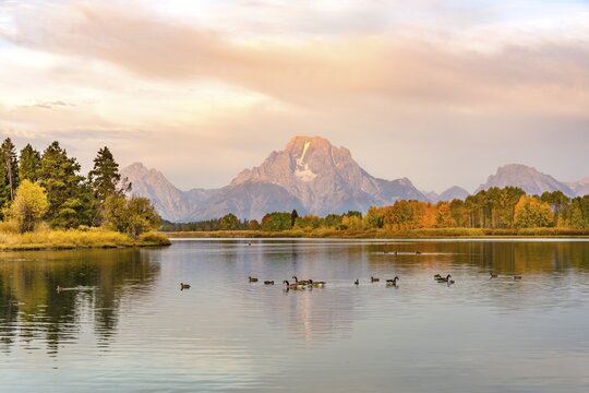 Mount Moran reflected in Snake River, morning mood at Oxbow Bend, autumn trees and Grand Teton Range, Grand Teton National Park, Wyoming, USA