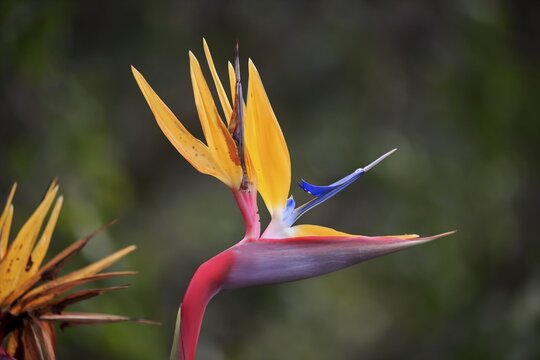 Rushes Bird of Paradise flower, Bird of Paradise Flower (Strelitzia juncea), flower, blooming, Kirstenbosch Botanical Garden, Cape Town, South Africa