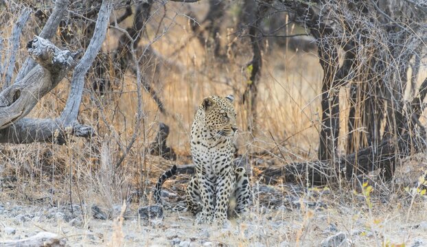 Leopard (Panthera pardus) sitting under a dry tree on stony ground, Etosha National Park, Namibia