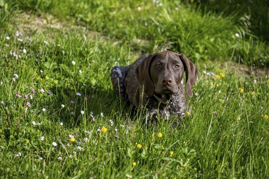 Braque Francais (Braque fran&ccedil;ais), dog lies in meadow, Austria