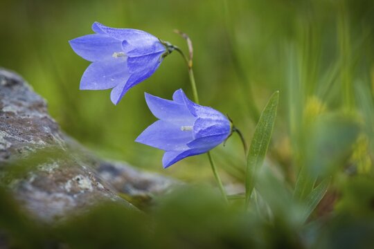 Harebell (Campanula rotundifolia), Dyrfj&ouml;ll, Iceland