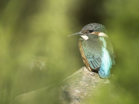Kingfisher (Alcedo atthis), young bird, sitting on stone, Hesse, Germany