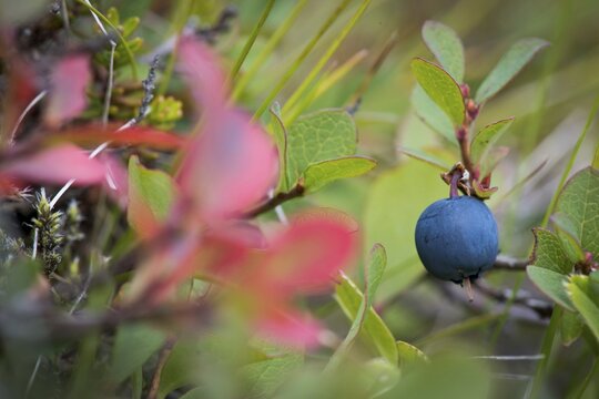 Ripe blueberry, blueberry (Vaccinium myrtillus), Southern Iceland, Iceland