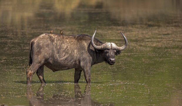 Cape buffalo (Syncerus caffer), adult, with Red-billed oxpecker (Buphagus erythrorhynchus), in the water, Mountain Zebra National Park, Eastern Cape, South Africa