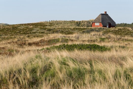 Thatched cottage surrounded by beachgrass, Ringk&ouml;bing Fjord, Nymindegab, Jutland, Denmark