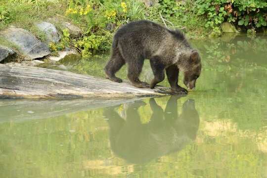 Young Brown Bear (Ursus arctos), drinking, with its reflection in the water, captive, Switzerland