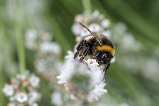 Bumblebee (Bombus) collects nectar on a white flower, close-up, Germany
