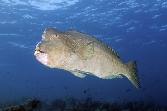 Green humphead parrotfish (Bolbometopon muricatum) swimming in the open sea, Great Barrier Reef, Unesco World Heritage, Pacific, Australia