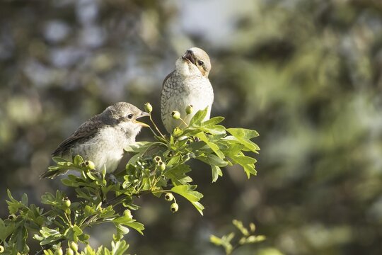 Red-backed shrike (Lanius collurio ), Female and young bird on branch (Crataegus ), young bird begging for food, Hesse, Germany