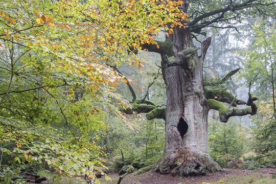 English oak (Quercus robur) in Urwald Sababurg, autumn, Hesse, Germany