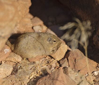 Dassie Rat (Petromus typicus) in Twyfelfontein, Namibia, Africa