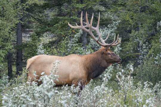 American elk Deer bull with antlers (Cervus canadensis) standing in the forest, Jasper National Park, British Columbia, Canada