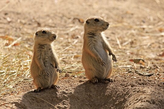 Black-tailed Prairie Dog (Cynomys ludovicianus), two young animals, upright standing, alert, captive, Germany