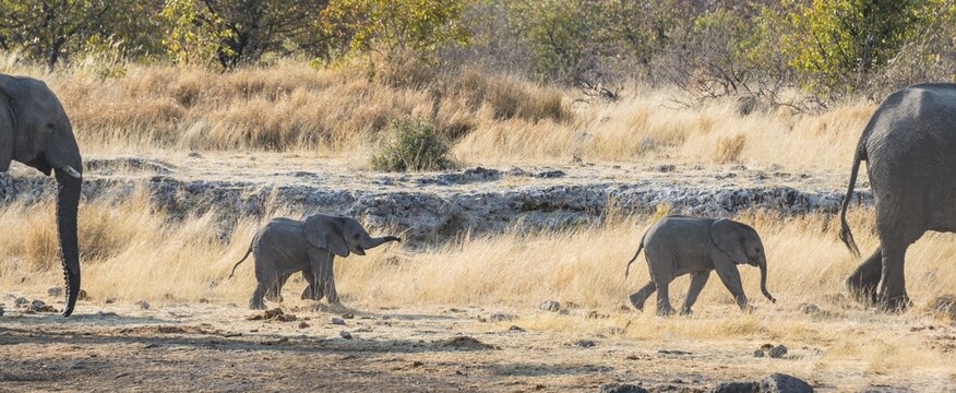 Two young African Elephants (Loxodonta africana), calves walking near the Nuamses waterhole, Etosha National Park, Namibia