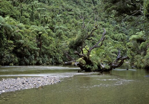 Limestone formations at Pororari River, Punakaiki National Park, South Island, New Zealand, Oceania