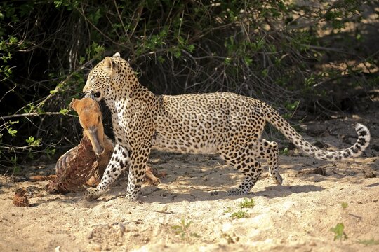Leopard (Panthera pardus), adult, with prey, feeding, Sabi Sand Game Reserve, Kruger National Park, South Africa