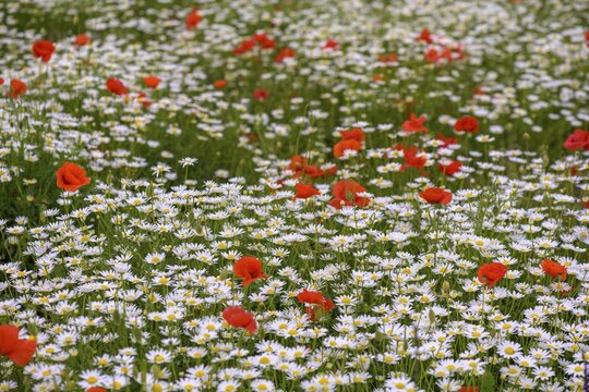 Flowering poppy and daisy field, Campo Imperatore, Province of L'Aquila, Italy