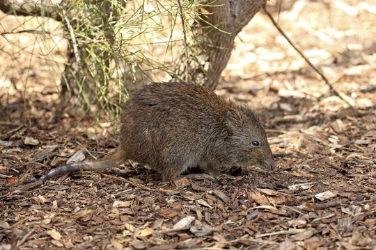 Long-nosed potoroo (Potorous tridactylus) adult, foraging, South Australia, Australia