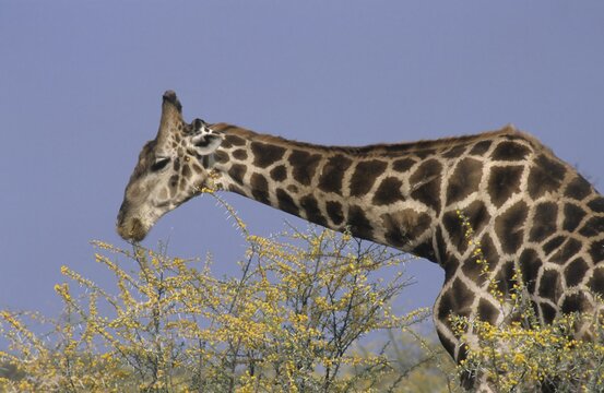 Somali Giraffe (Giraffa camelopardalis reticulata) eating acacia, Namibia, Africa