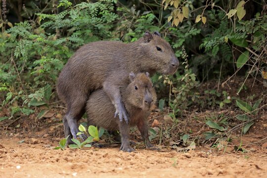 Capybara (Hydrochoerus hydrochaeris), young animals, on land, social behavior, playing, Pantanal, Mato Grosso, Brazil