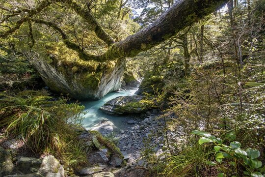 Rob Roy Stream, turquoise water flowing between rocks through natural forest, Mount Aspiring National Park, Otago, South Island, New Zealand