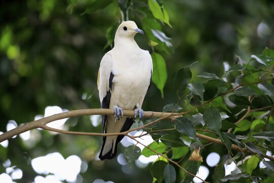 Pied Imperial Pigeon (Ducula bicolor), adult, sitting in tree, captive