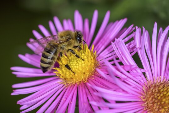 Honey bee (Apis mellifera) on Asterflower (Aster), Berndorf, Lower Austria, Austria