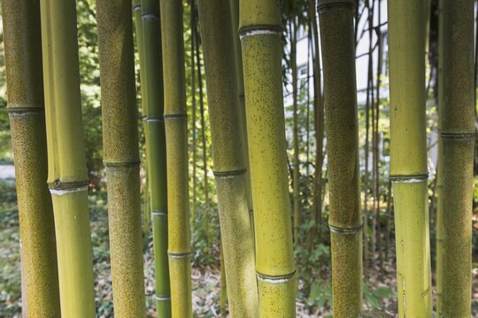 Bamboo (Phyllostachys), Baden-W&uuml;rttemberg, Germany
