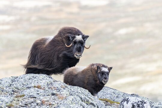Musk ox (Ovibos moschatus), mother with young, Dovrefjell-Sunndalsfjella National Park, Norway