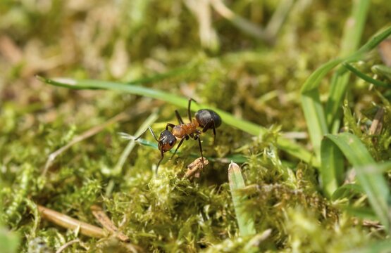 Red Wood Ant (Formica rufa) runs in the moss, Bavaria, Germany