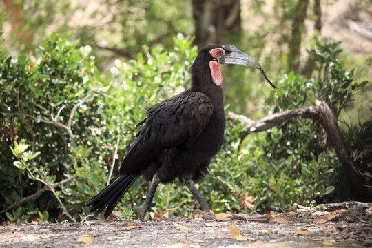 Southern ground hornbill (Bucorvus leadbeateri), adult, with centipede (Myriapoda) in beak as prey, feeding, Kruger National Park, South Africa