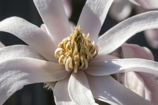 Flower of star magnolia (Magnolia stellata), Baden-W&uuml;rttemberg, Germany