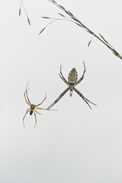 Wasp spider (Argiope bruennichi), male and female, Emsland, Lower Saxony, Germany