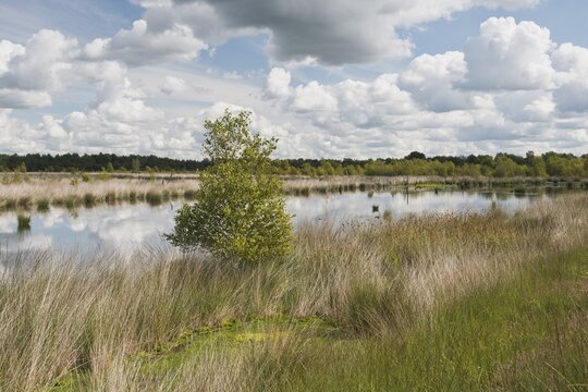 Moorland, Emsland, Lower Saxony, Germany