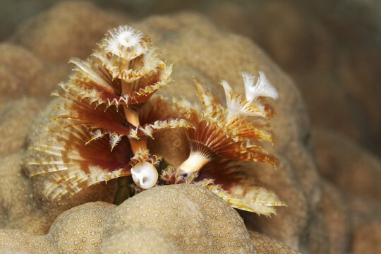 Christmas tree worm (Spirobranchus giganteus) on stone coral (Porites), Red Sea, Aqaba, Kingdom of Jordan