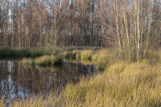 Moorland, Emsland, Lower Saxony, Germany