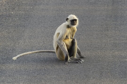 Northern plains gray langur (Semnopithecus entellus), sitting on the road, Tadoba Andhari Tiger Reserve, India