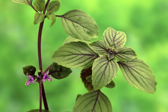 Shrub Basil (Ocimum basilicum) Magic Blue (Magic Blue), plant, leaves, flowers, Ellerstadt, Germany