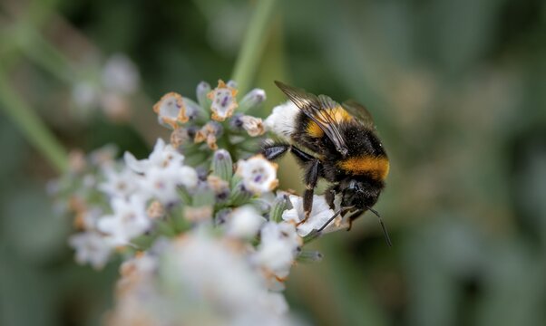 Large earth bumblebee (Bombus terrestris) collecting nectar on a white flower, Germany