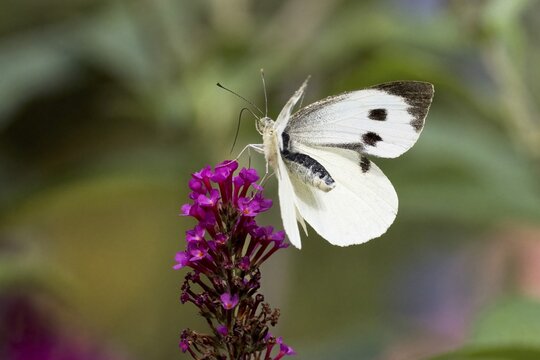 Cabbage butterfly (Pieris brassicae) on butterfly bush (Buddleja davidii), Hesse, Germany