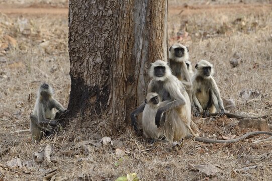 Northern plains gray langurs (Semnopithecus entellus), animal group sitting in grass, Tadoba Andhari Tiger Reserve, India