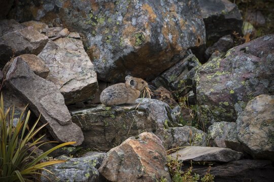 American pika (Ochotona princeps), sitting with grass in his mouth in a scree field, Banff National Park, Alberta, Canada