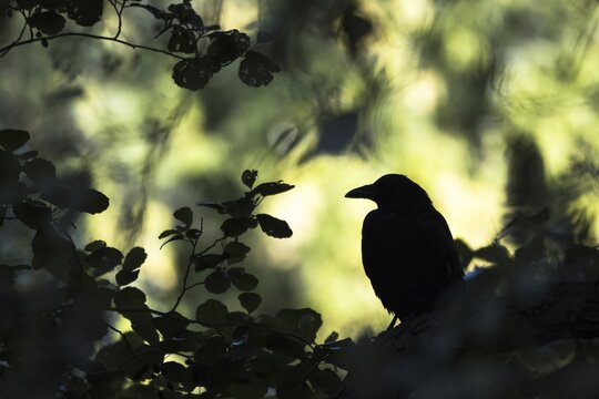 Black Crow (Corvus corone corone), Silhouette, Hesse, Germany