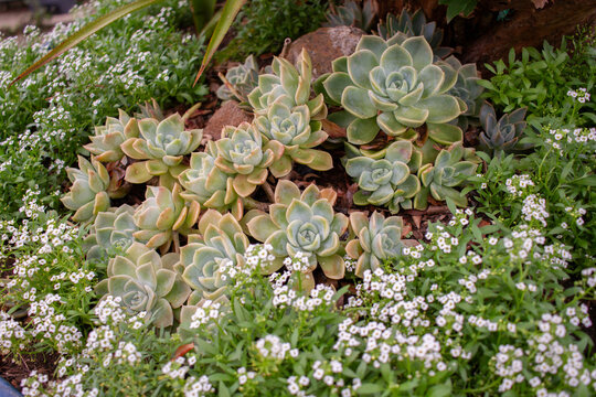Succulent plant Graptoveria Fantome arranjement and Sweet Alyssum Flowers