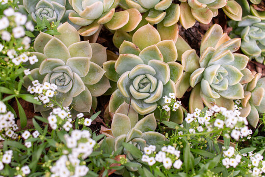 Succulent plant Graptoveria Fantome arranjement and Sweet Alyssum Flowers