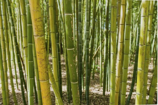 Bamboo forest, Jnan Sbil garden, Fez, Fes-Boulemane, Morocco, Africa