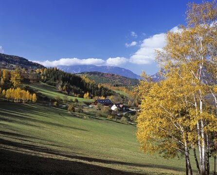Birch trees and a farm in autumn, Rax Range in background, Lower Austria, Austria, Europe