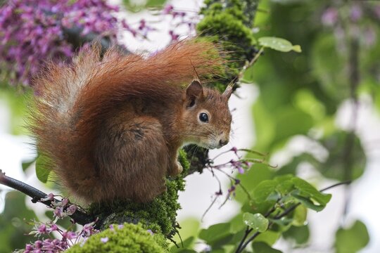 Squirrel (Sciurus) sitting on a flowering Judas tree (Cercis siliquastrum), Baden-W&uuml;rttemberg, Germany