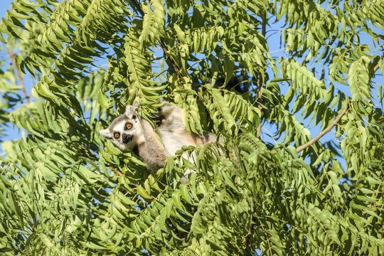 Ring-tailed Lemur (Lemur catta), Toliara Province, Madagascar